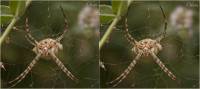 Argiope lobata - Аргиопа дольчатая