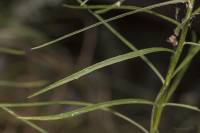 Galatella angustissima - Солонечник узколистный