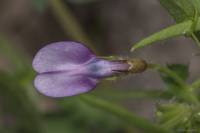Vicia bithynica - Горошек вифинский