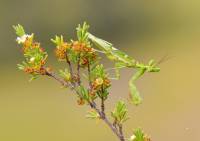 Hymenopodidae - Богомолы цветочные