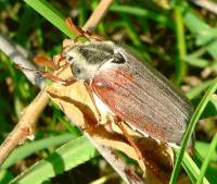 Melolontha hippocastani - Хрущ (жук) майский восточный