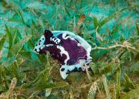 Nudibranchia - Голожаберные моллюски