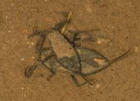 Nepa cinerea - Водяной скорпион