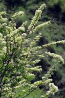 Spiraea hypericifolia - Спирея зверобоелистная, Таволга зверобоелистная
