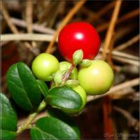 Vaccinium vitis-idaea - Брусника обыкновенная