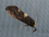 Incurvariidae - Минно-чехликовые моли