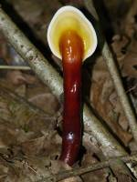 Ganoderma lucidum - Трутовик лакированный