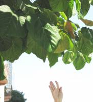 Ficus auriculata - Фикус ушковидный