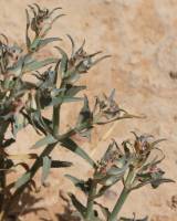Euphorbia retusa - Молочай притуплённый