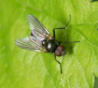 Anthomyiidae - Цветочницы