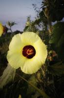 Hibiscus panduriformis