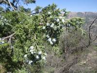 Juniperus polycarpos var. seravschanica - Можжевельник зарафшанский