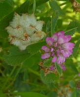 Trifolium tomentosum - Клевер войлочный, Амория войлочная