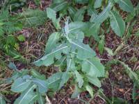 Cichorium intybus - Цикорий обыкновенный