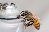 Apis florea - Малая (карликовая) индийская пчела