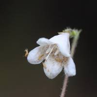 Linnaea borealis - Линнея северная