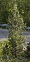 Juniperus excelsa - Можжевельник высокий