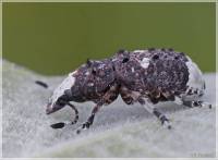 Platystomos albinus - Ложнослоник беловатый