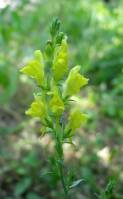 Linaria genistifolia - Льнянка дроколистная