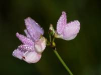 Fabaceae - Бобовые
