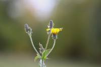 Picris hieracioides - Горлюха ястребинковая