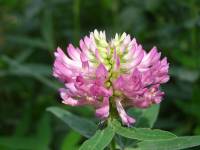 Trifolium hybridum - Клевер гибридный, розовый