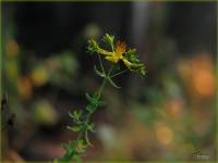 Hypericaceae - Зверобойные