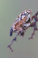 Cyphocleonus dealbatus - Долгоносик-клеон подбеленный