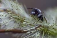 Apidae - Пчелиные