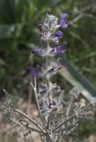 Salvia lanigera - Шалфей шерстистый
