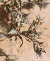 Euphorbia retusa - Молочай притуплённый