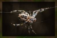 Araneidae - Пауки-кругопряды