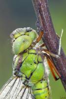 Aeshna viridis - Коромысло зеленое