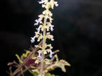 Plectranthus scutellarioides - Колеус Блюме, Колеус гибридный