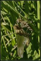 Epitheca bimaculata - Эпитека двупятнистая