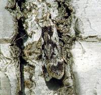 Anacampsis blattariella - Берёзовая проворная моль