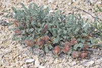 Astragalus lasiophyllus - Астрагал мохнатолистный, Астрагал Палласа
