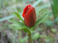 Anemone coronaria - Ветреница корончатая