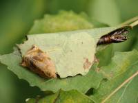 Archips crataegana - Листовертка бурая