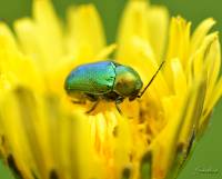 Chrysomelidae unidentified - Листоеды