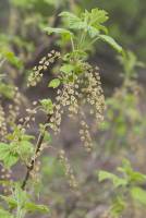 Ribes spicatum - Смородина колосистая