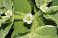 Euphorbia marginata - Молочай окаймленный, Молочай пестрый