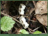 Euphyia biangulata - Пяденица опушечная