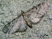 Eupithecia inturbata