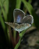 Polyommatus icarus - Голубянка Икар