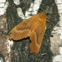 Lasiocampa quercus - Коконопряд дубовый