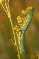 Macroglossum stellatarum - Бражник языкан