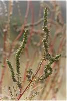 Amaranthaceae - Chenopodioideae - Маревые