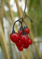 Solanum dulcamara - Паслён сладко-горький