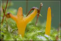 Calocera viscosa - Калоцера клейкая